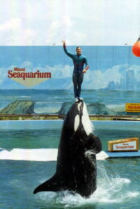 Miami seaquarium orca